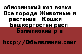 абиссинский кот вязка - Все города Животные и растения » Кошки   . Башкортостан респ.,Баймакский р-н